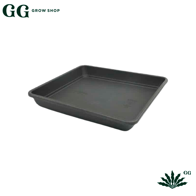 Plato Cuadrado 22×22 - Garden Glory Grow Shop Plato Cuadrado 22×22 - Garden Glory Grow Shop