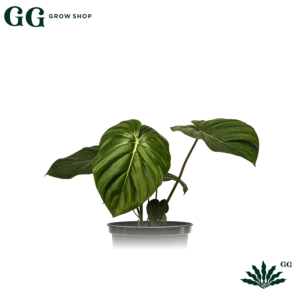 Philodendro Mc Dowell Plantas - Garden Glory Grow Shop Philodendro Mc Dowell Plantas - Garden Glory Grow Shop