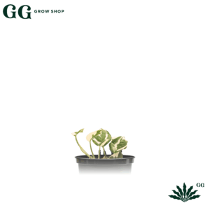 Pothus Variegado Plantas - Garden Glory Grow Shop