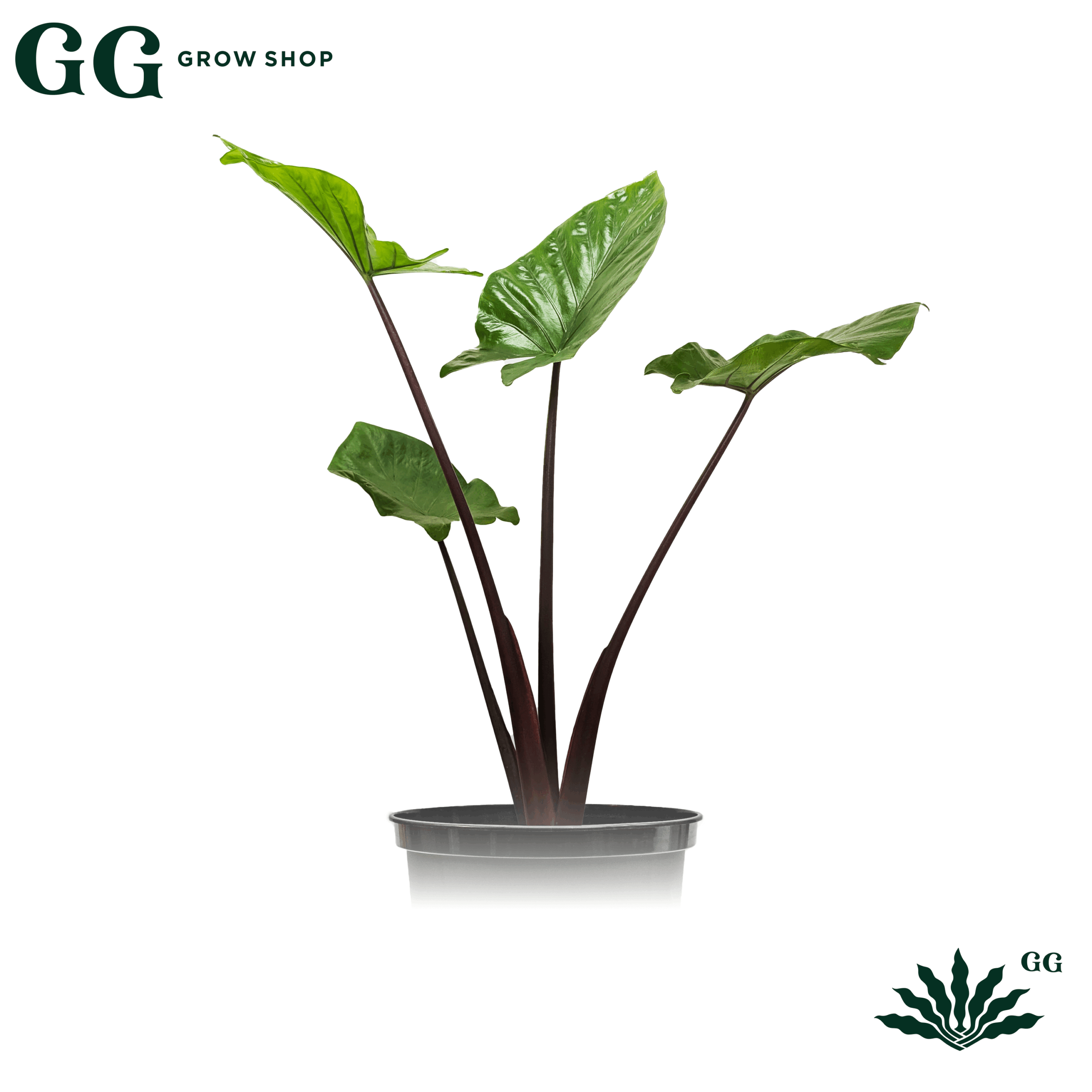 Alocasia Dark Star Plantas - Garden Glory Grow Shop Alocasia Dark Star Plantas - Garden Glory Grow Shop
