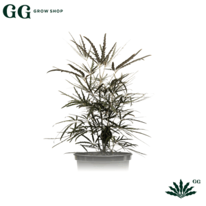 Elegantissima Plantas - Garden Glory Grow Shop Elegantissima Plantas - Garden Glory Grow Shop