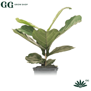 Pandurata Plantas - Garden Glory Grow Shop Pandurata Plantas - Garden Glory Grow Shop