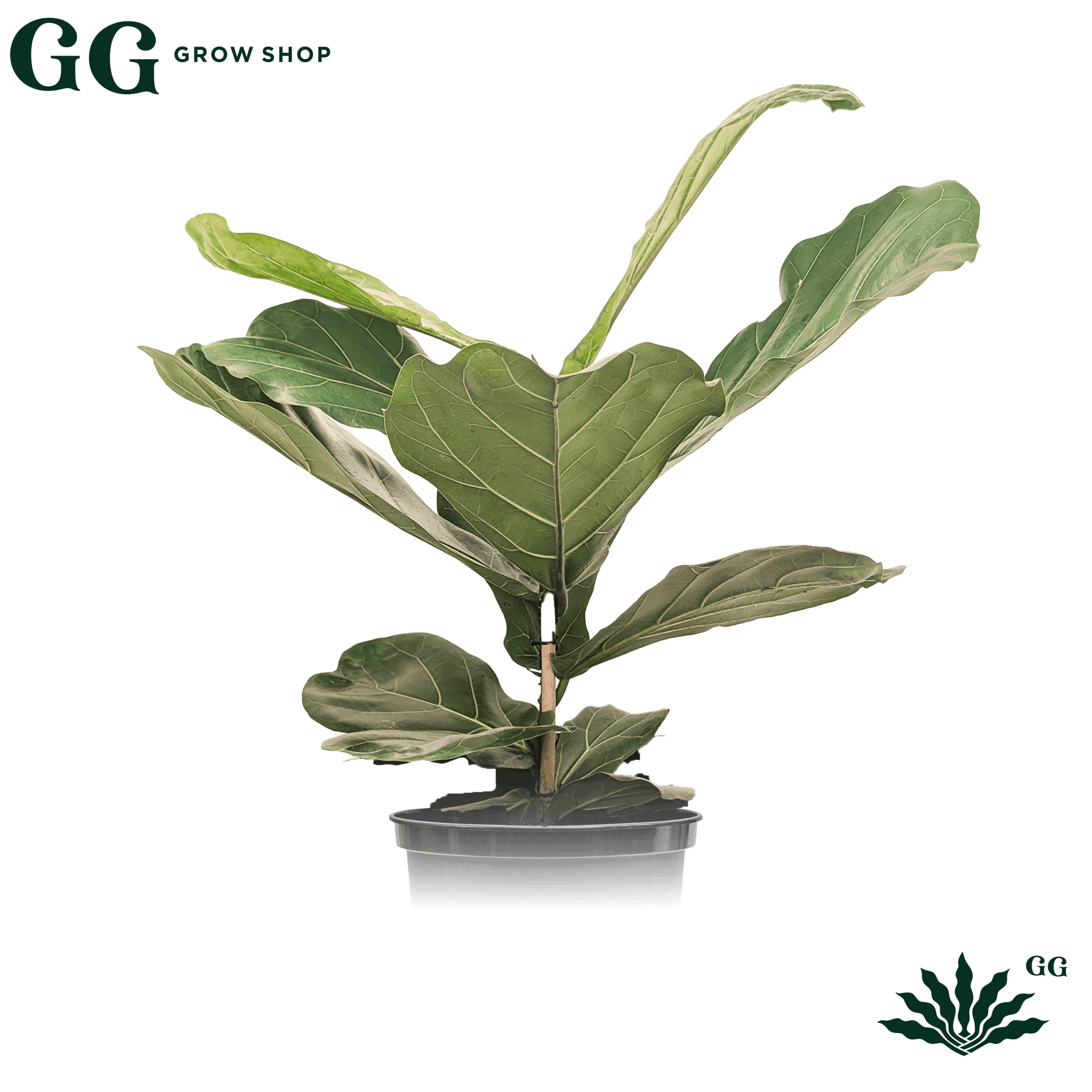 Pandurata Plantas - Garden Glory Grow Shop Pandurata Plantas - Garden Glory Grow Shop