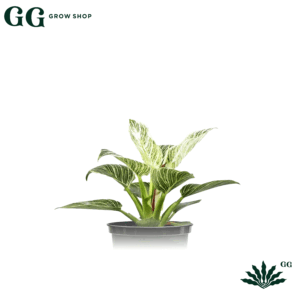 Philodendro White Birkin Plantas - Garden Glory Grow Shop