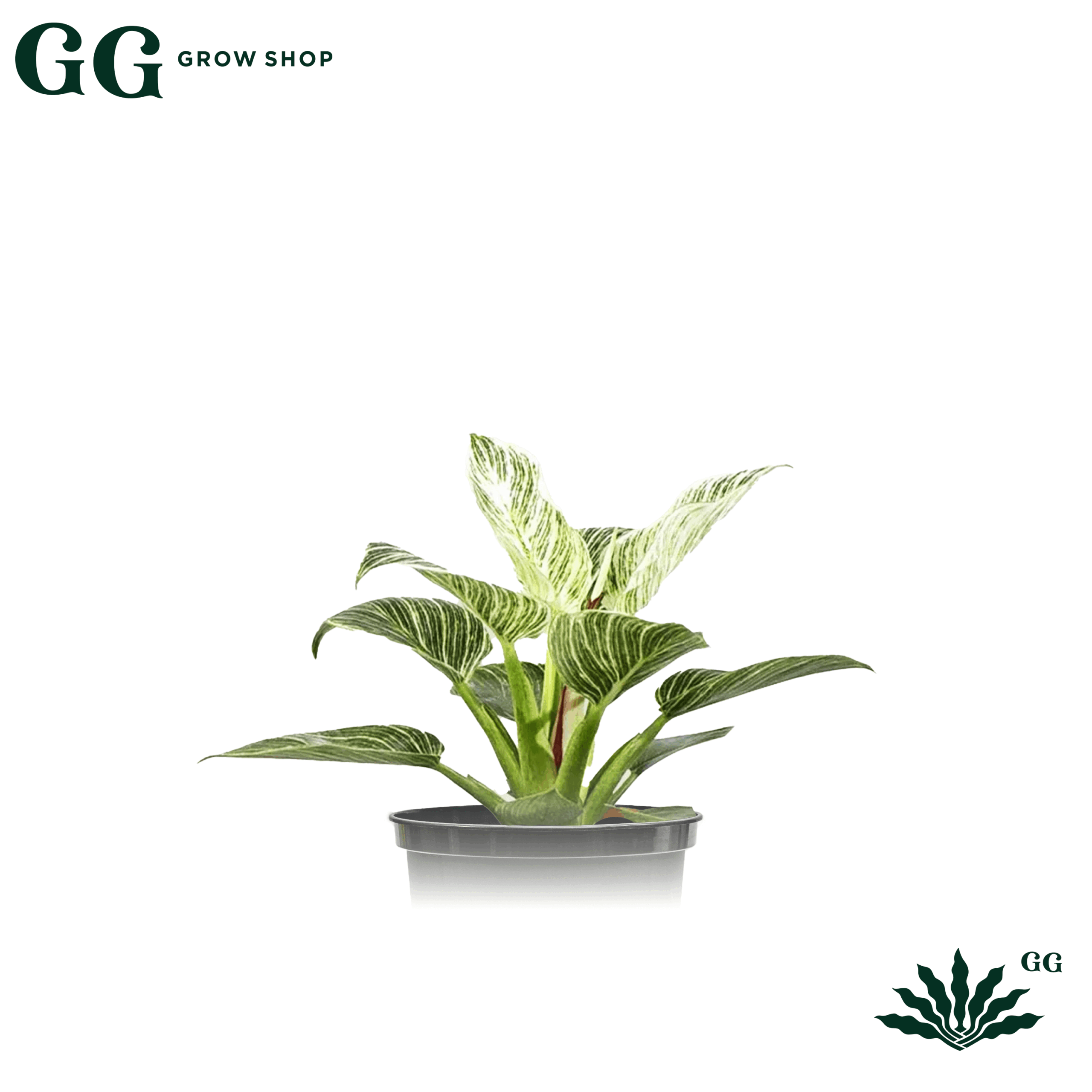 Philodendro White Birkin Plantas - Garden Glory Grow Shop Philodendro White Birkin Plantas - Garden Glory Grow Shop