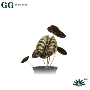 Alocasia Cuprea M Plantas – Alem - Garden Glory Grow Shop Alocasia Cuprea M Plantas – Alem - Garden Glory Grow Shop