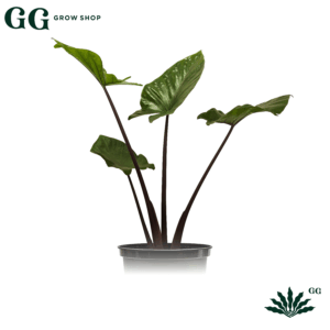 Alocasia Imperial Red L Plantas - Garden Glory Grow Shop