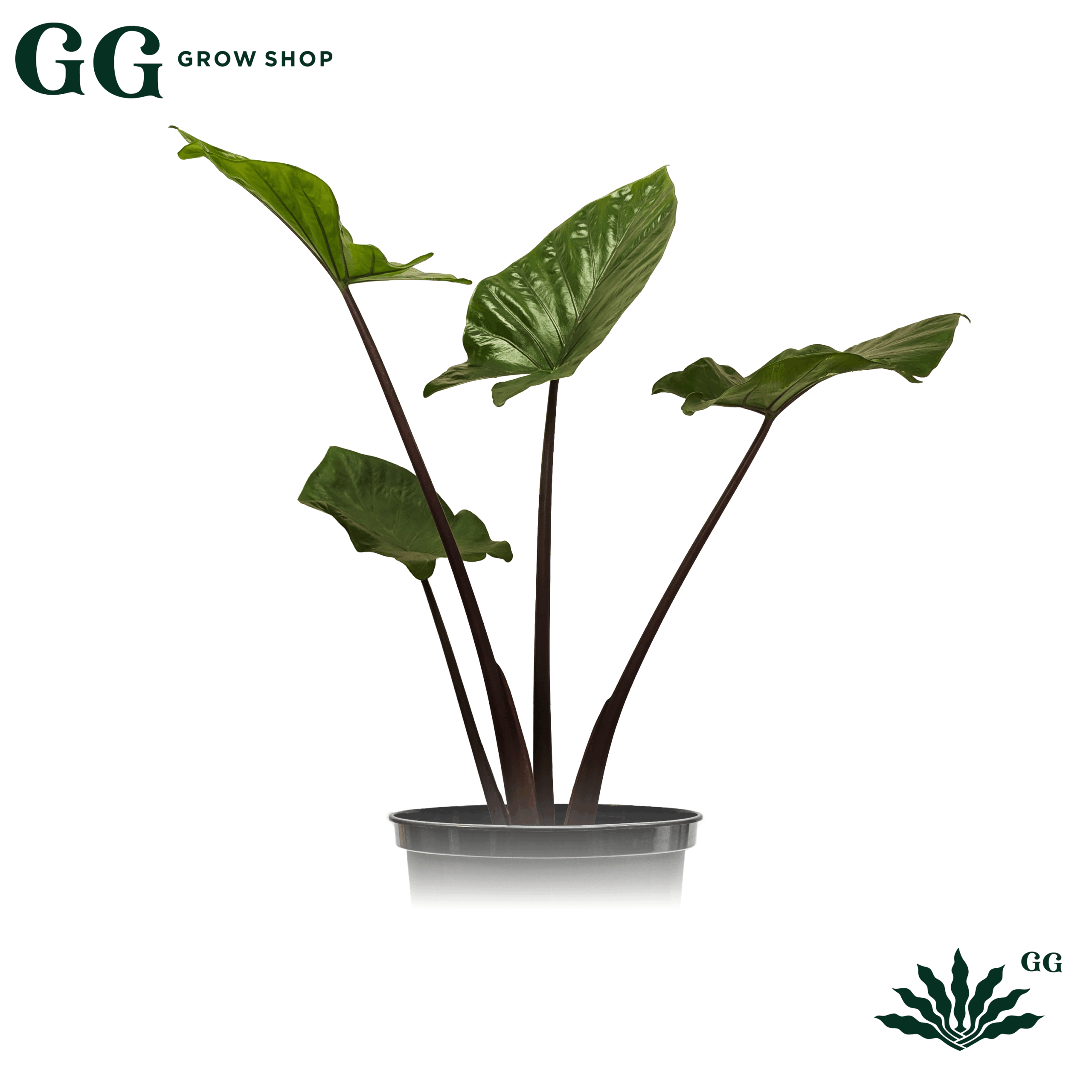 Alocasia Imperial Red L Plantas - Garden Glory Grow Shop Alocasia Imperial Red L Plantas - Garden Glory Grow Shop