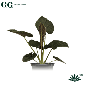 Alocasia Regal Shield XL Plantas - Garden Glory Grow Shop