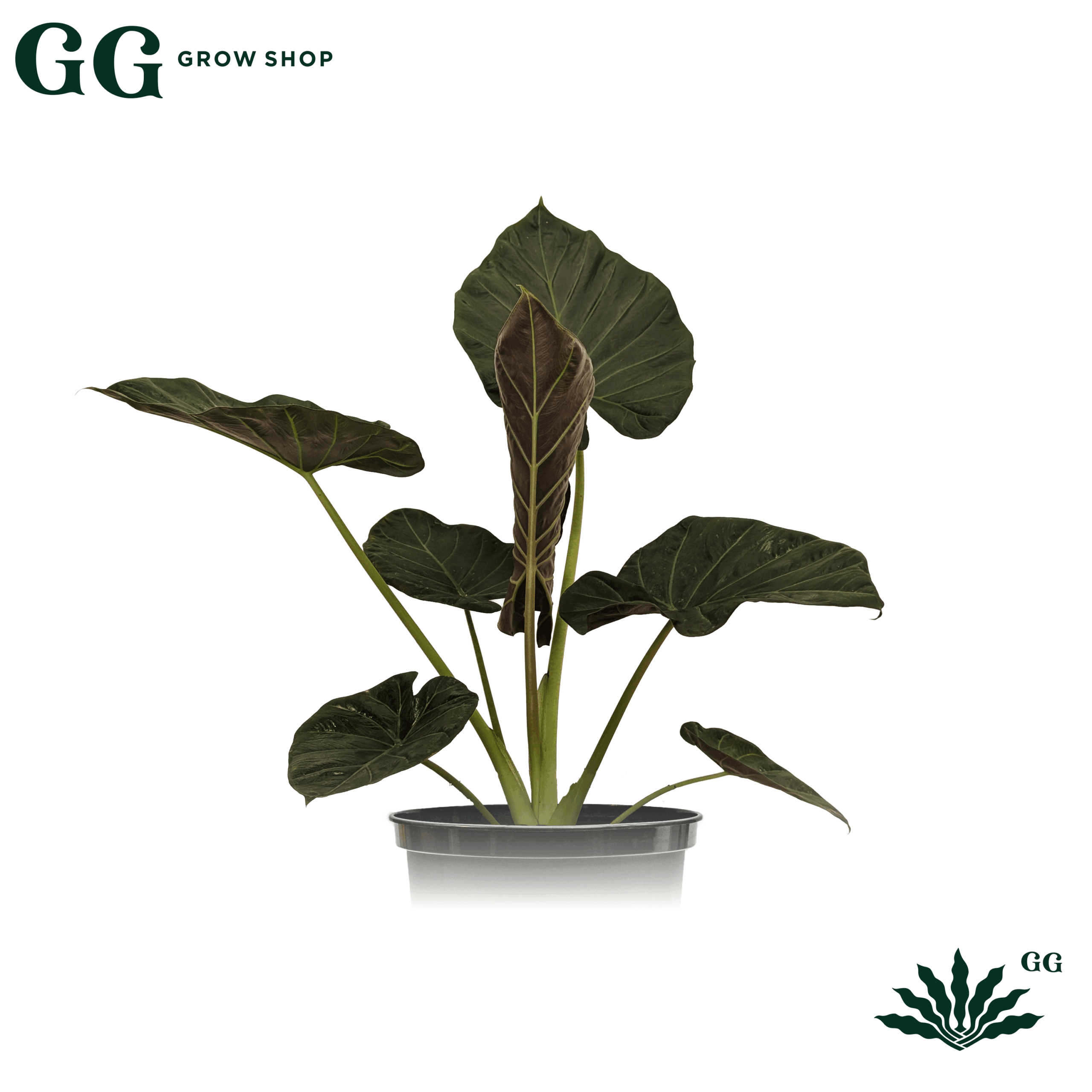 Alocasia Regal Shield XL Plantas - Garden Glory Grow Shop Alocasia Regal Shield XL Plantas - Garden Glory Grow Shop