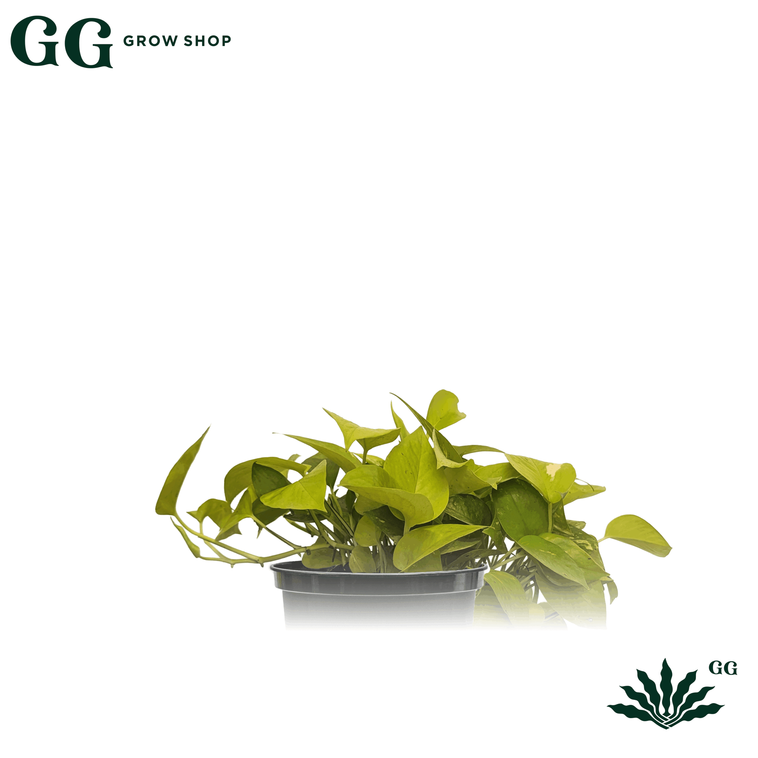 Pothus Lemon M Plantas – Alem - Garden Glory Grow Shop Pothus Lemon M Plantas – Alem - Garden Glory Grow Shop