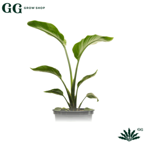 Sterlitzia Nicolai XL Plantas – Alem - Garden Glory Grow Shop Sterlitzia Nicolai XL Plantas – Alem - Garden Glory Grow Shop