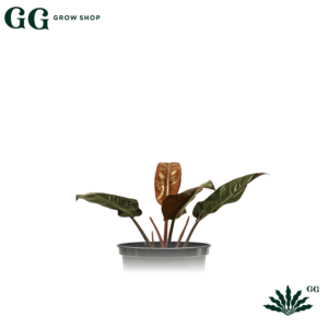 Philodendro Imperial Red Plantas - Garden Glory Grow Shop