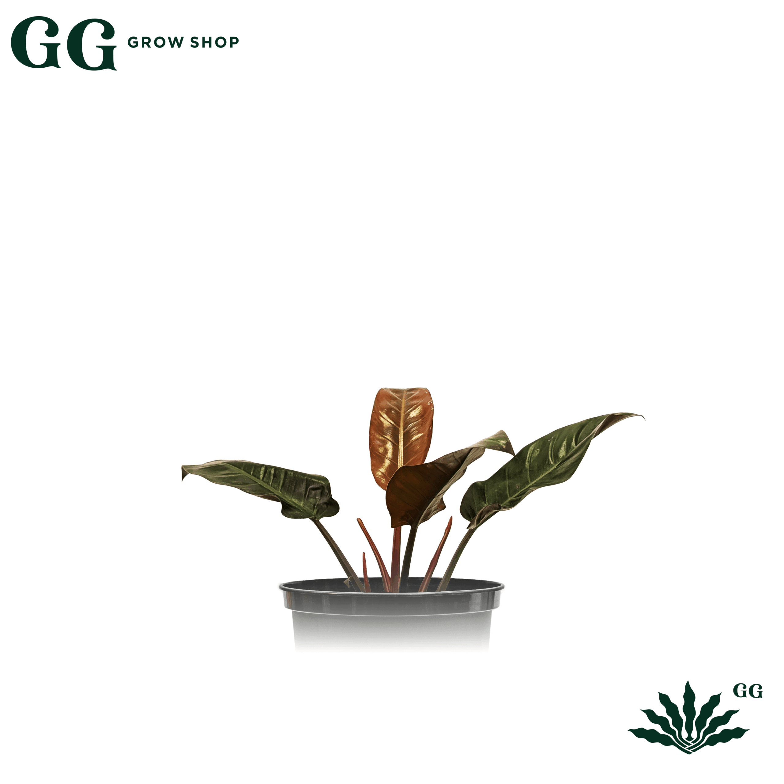 Philodendro Imperial Red Plantas - Garden Glory Grow Shop Philodendro Imperial Red Plantas - Garden Glory Grow Shop